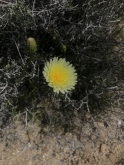 Malacothrix glabrata