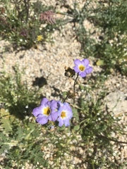 Phacelia fremontii