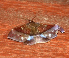 Ischyja hemiphaea
