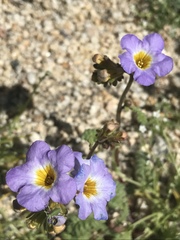 Phacelia fremontii