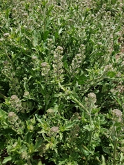 Lepidium lasiocarpum wrightii