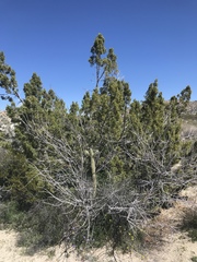 Juniperus californica