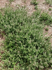 Lepidium lasiocarpum wrightii