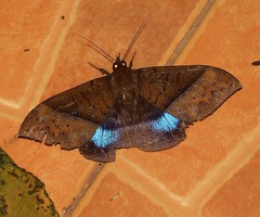 Ischyja inferna