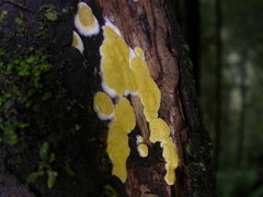 Trichoderma sulphureum