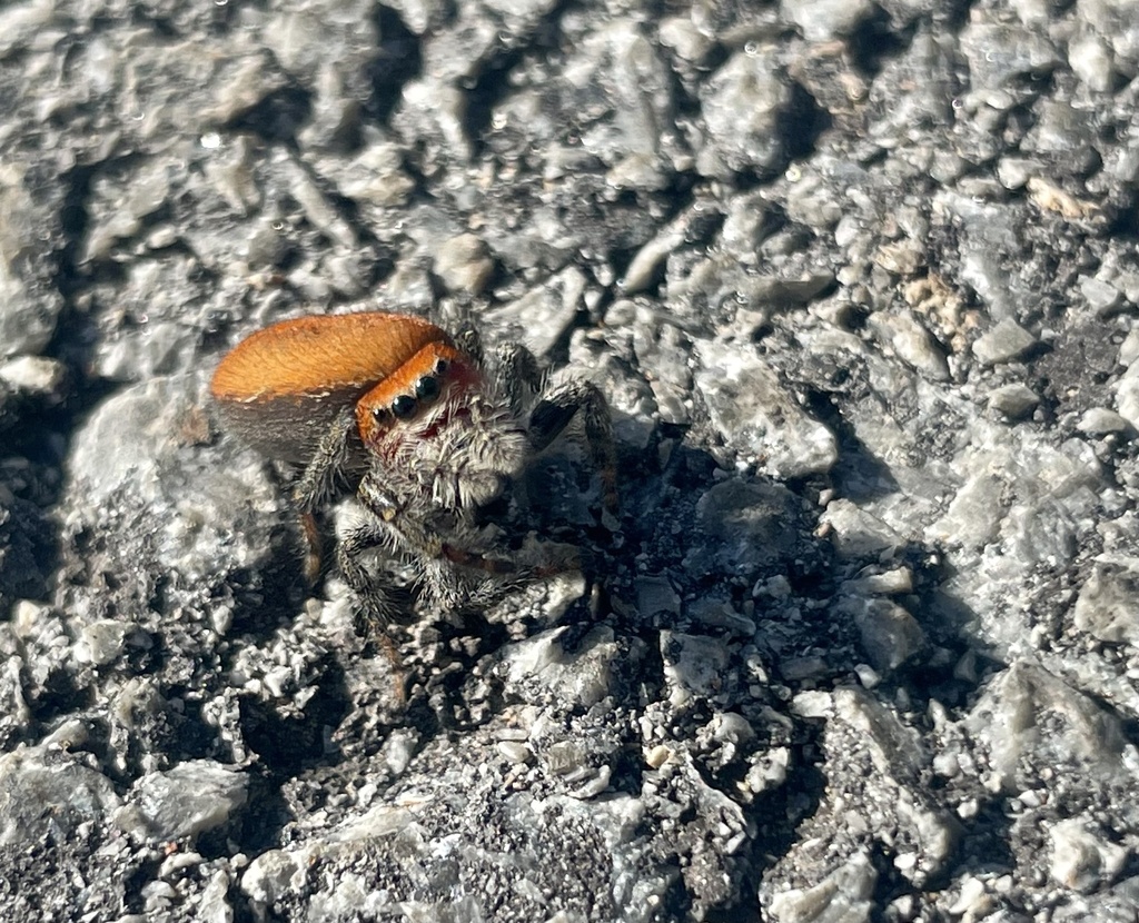 Cardinal jumping spider from ward 1 little rock ar us on november 6