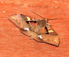 Ischyja inferna