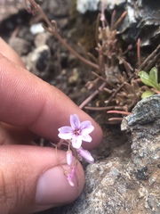 Claytonia exigua