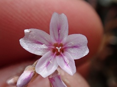 Claytonia exigua