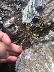 Claytonia exigua