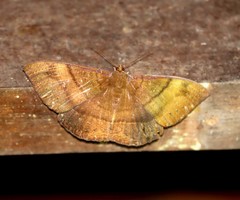 Lygniodes schoenbergi