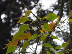 Acer caudatifolium