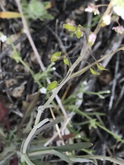 Lepidium fremontii