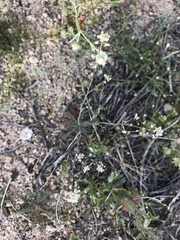 Lepidium fremontii