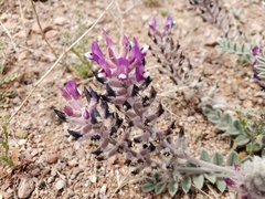 Astragalus mollissimus