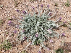 Astragalus mollissimus