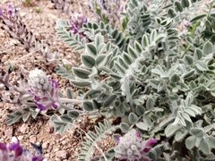Astragalus mollissimus