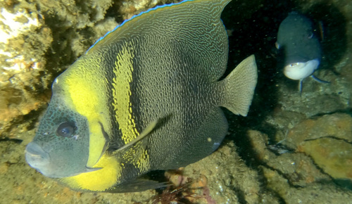 Cortez angelfish (Pomacanthus zonipectus) — Pomacanthidae — 5
