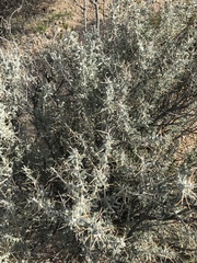 Tetradymia stenolepis