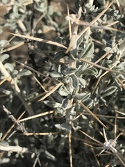 Tetradymia stenolepis