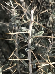 Tetradymia stenolepis