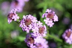 Glandularia lilacina