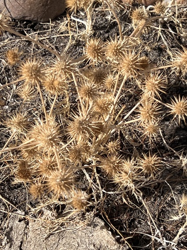 iNaturalist observation photo of Dicots