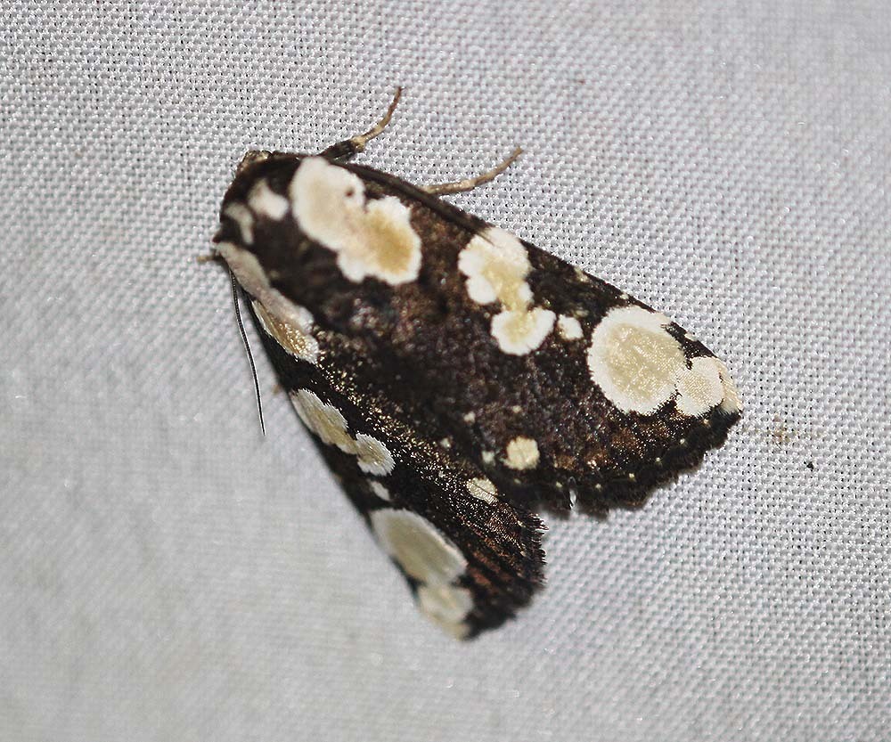 Mudaria minoroides