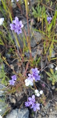 Gilia achilleifolia