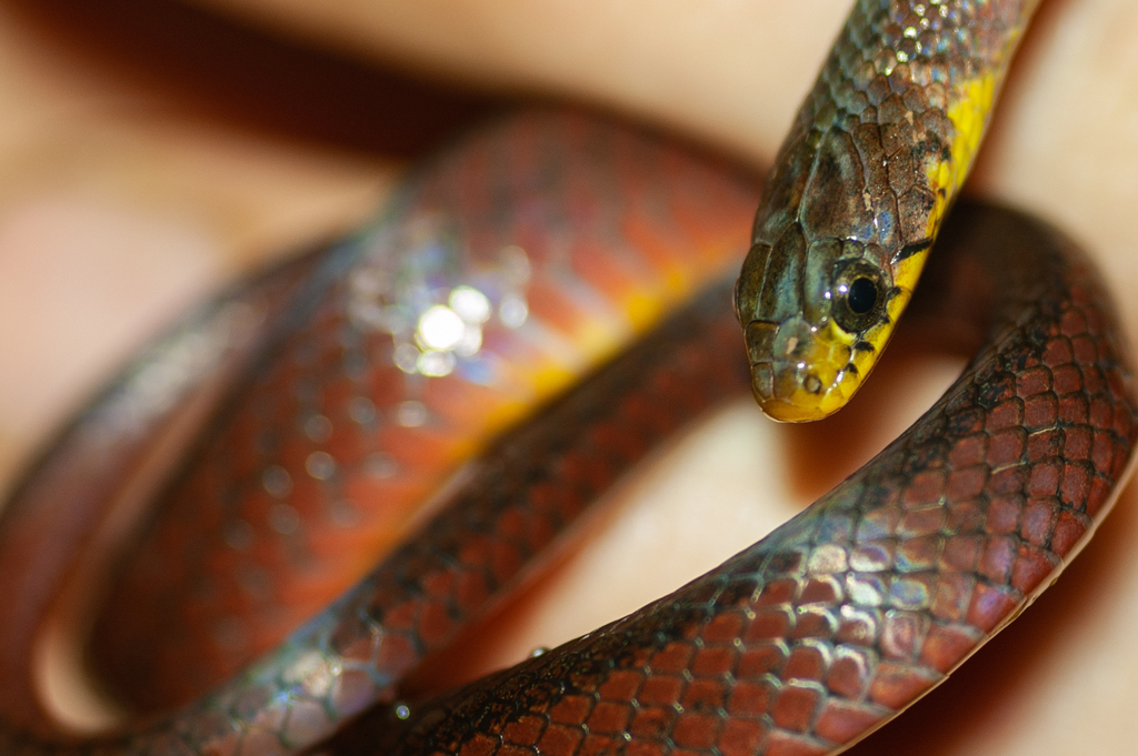 Forest Marsh Snake
