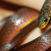 Forest Marsh Snake - Photo (c) Ruben Foquet, some rights reserved (CC BY-NC), uploaded by Ruben Foquet