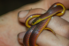 Forest Marsh Snake photo 2
