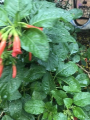 Iochroma fuchsioides