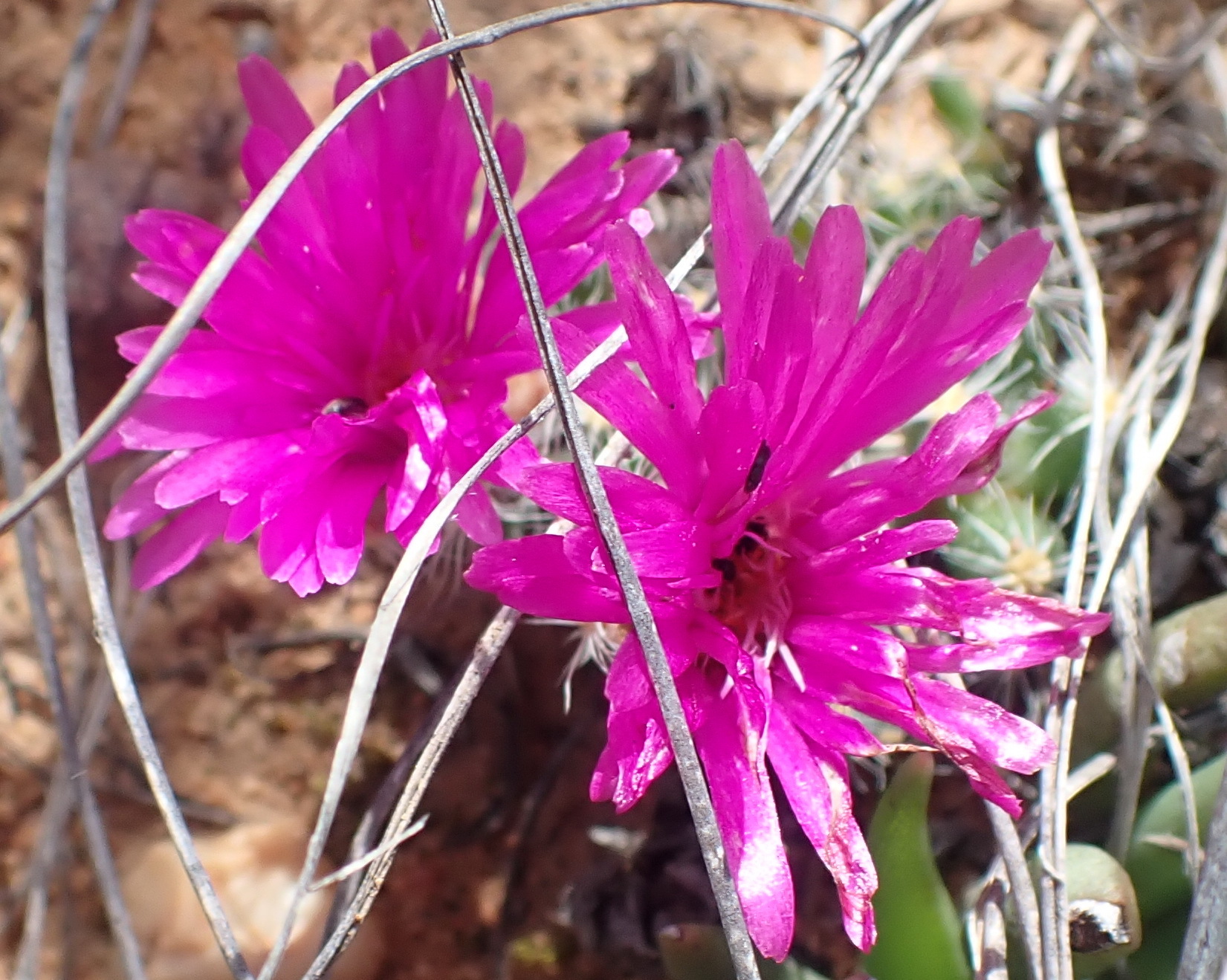 Trichodiadema densum (Haw.) Schwantes 3