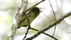 Rhynchocyclus brevirostris