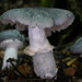 Cortinarius metallicus - Photo (c) Paul George, some rights reserved (CC BY-NC-SA), uploaded by Paul George