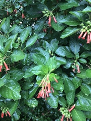 Iochroma fuchsioides