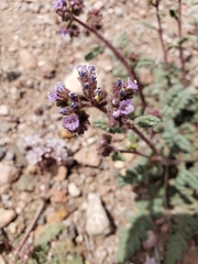 Phacelia coerulea