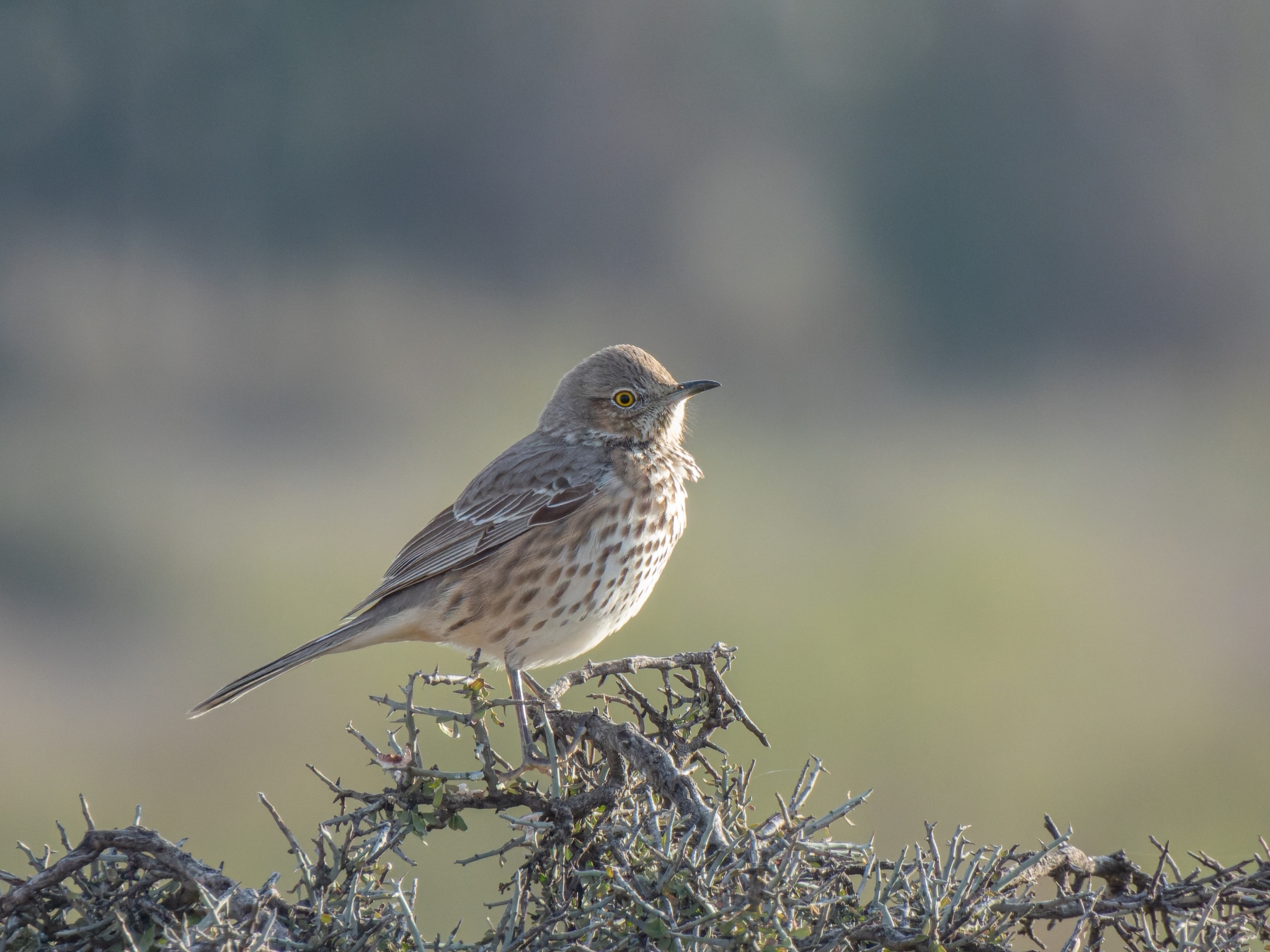 Sage Thrasher (Oreoscoptes montanus)