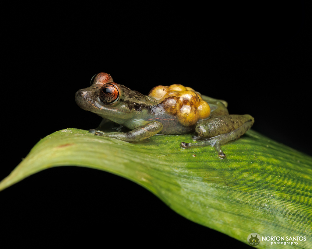 Fritziana mitus
