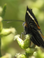 Riodina lycisca