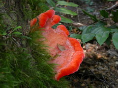 Aurantiporus pulcherrimus