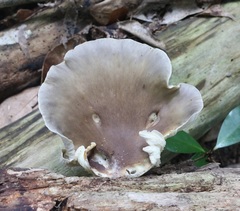 Pleurotus australis
