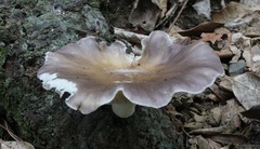 Pleurotus australis