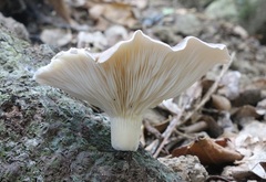 Pleurotus australis