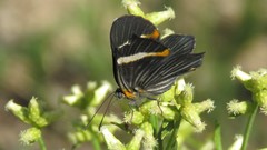 Riodina lycisca