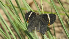Riodina lycisca