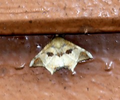Semiothisops macariata