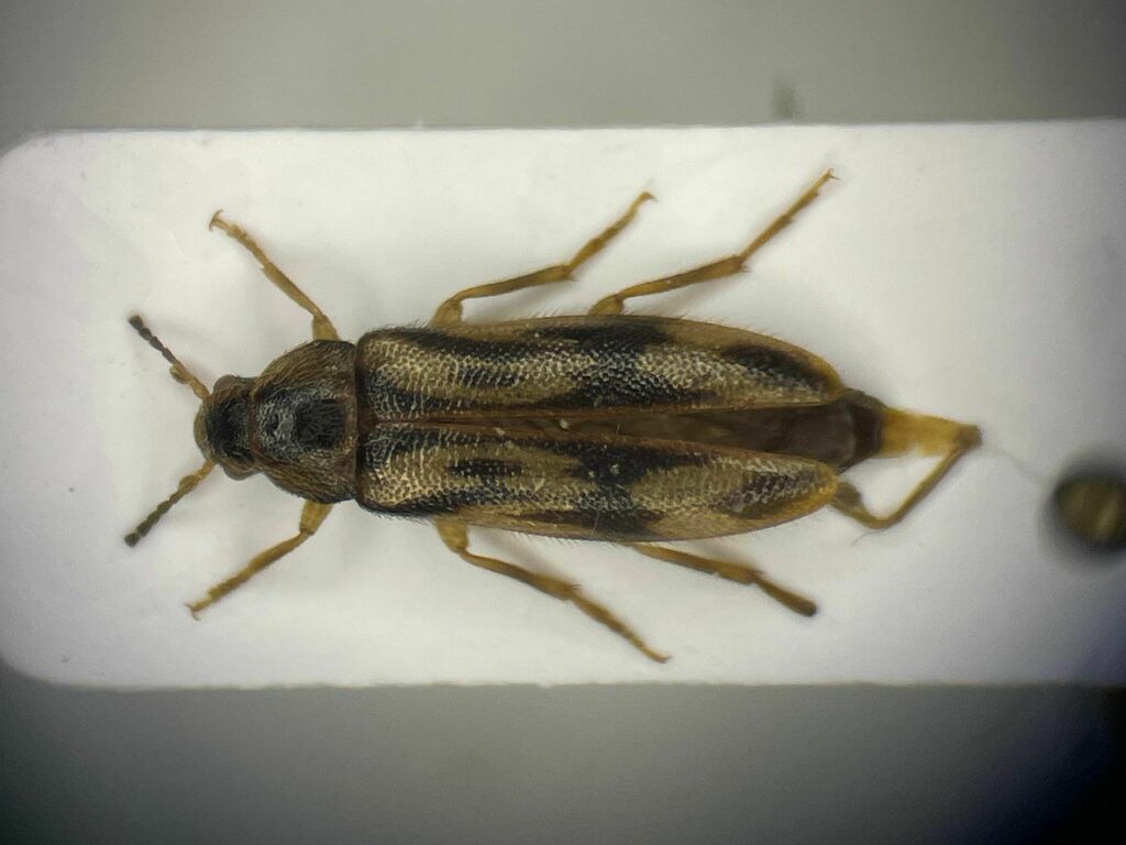 Prothalpia undata