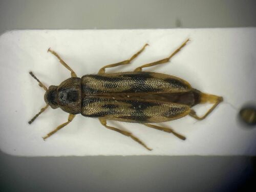 Prothalpia undata